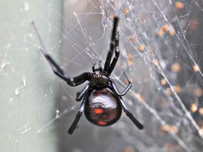 Spiders - Order Aranceae - KC Pest Control