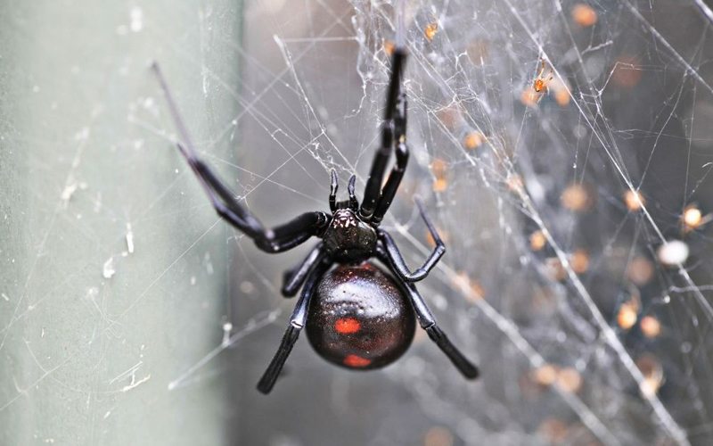 Spiders - Order Aranceae - KC Pest Control