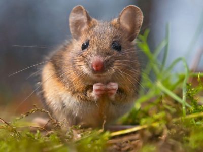 Mice - Order Rodentia - KC Pest Control
