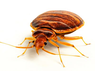 Bed Bug - Genus Cimex - KC Pest Control