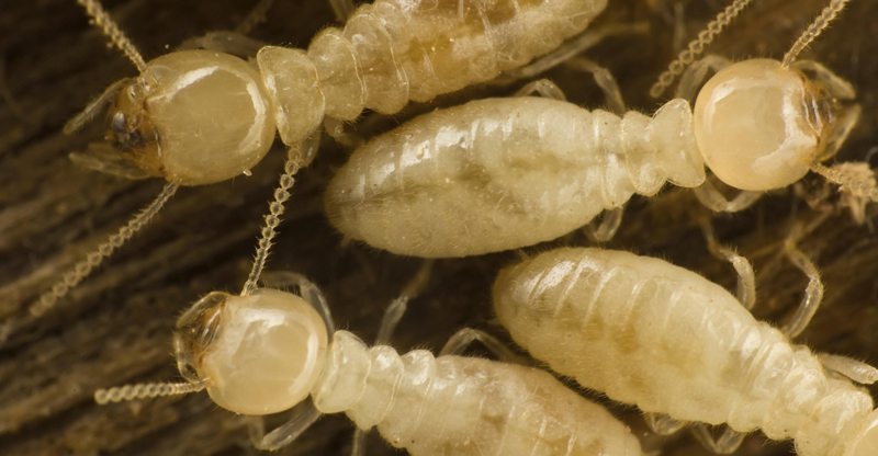 Termites Workers