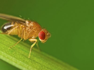 Flies - Order Diptera - KC Pest Control