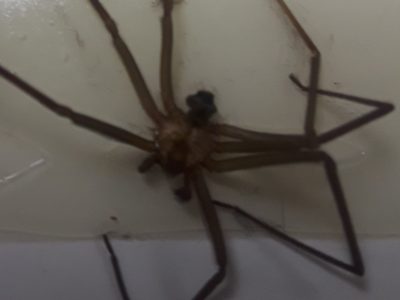 Brown Recluse Spider - Spider - KC Pest Control - Norman and Oklahoma Metro Area
