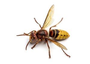 Hornet - Genus Polistes - KC Pest Control