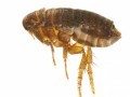 Flea Treatment - Order Cyclophyllidea - KC Pest Control Fleas