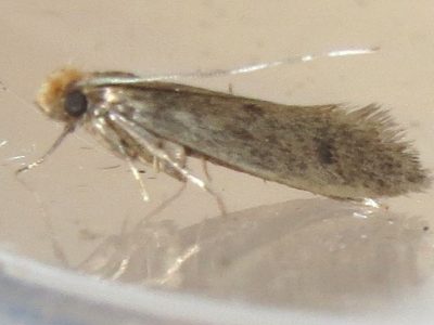 Moth - Order Endopterygota - KC Pest Control - Moths