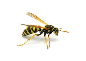 Wasps - Order Polistes - KC Pest Control
