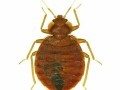 Bed bug