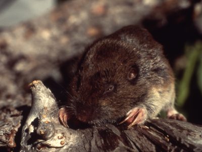 Gopher - Order Rodentia - KC Pest Control - gophers