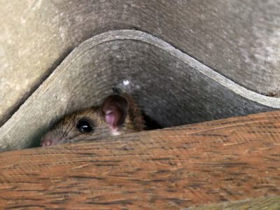 Mouse hiding