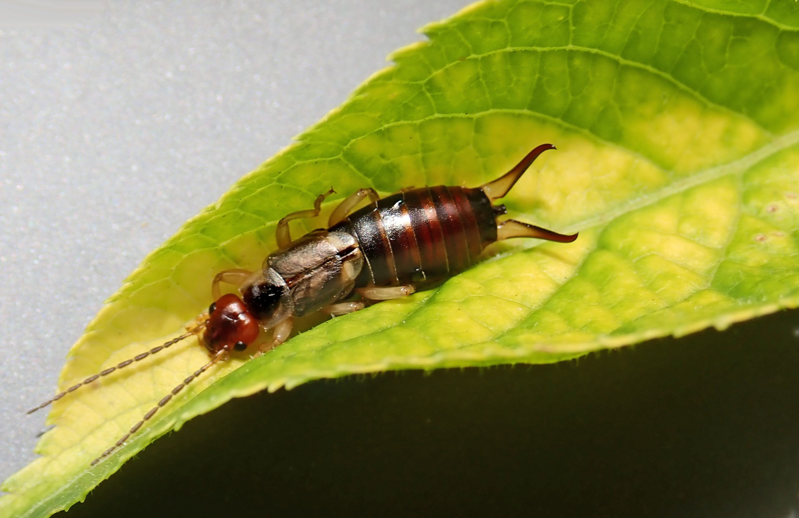 Earwigs - Attack of the Ear Creatures - KC Pest Control